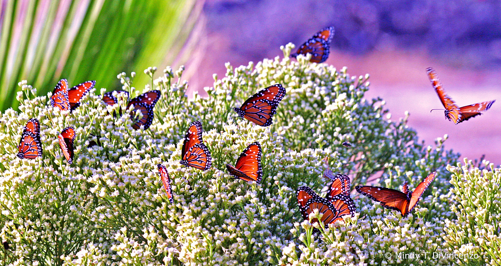 Flutter of Monarchs