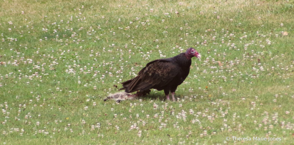 Turkey Vulture and Lunch - ID: 15833003 © Theresa Marie Jones