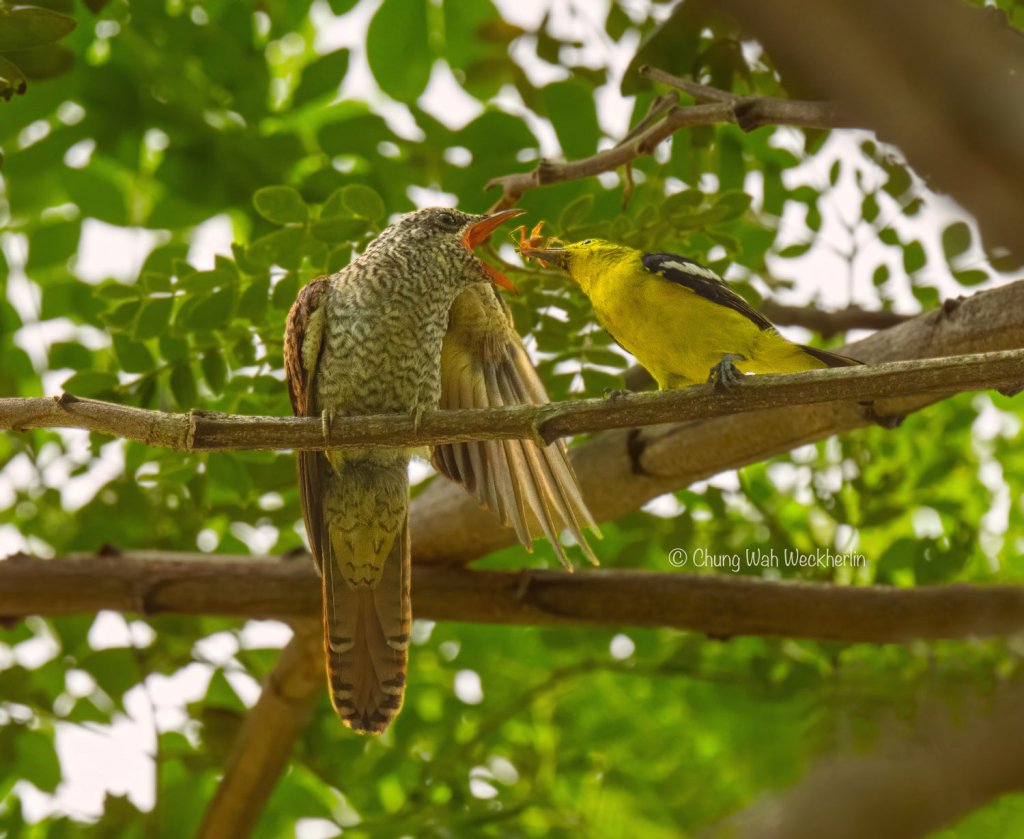 Hungry Cuckoo