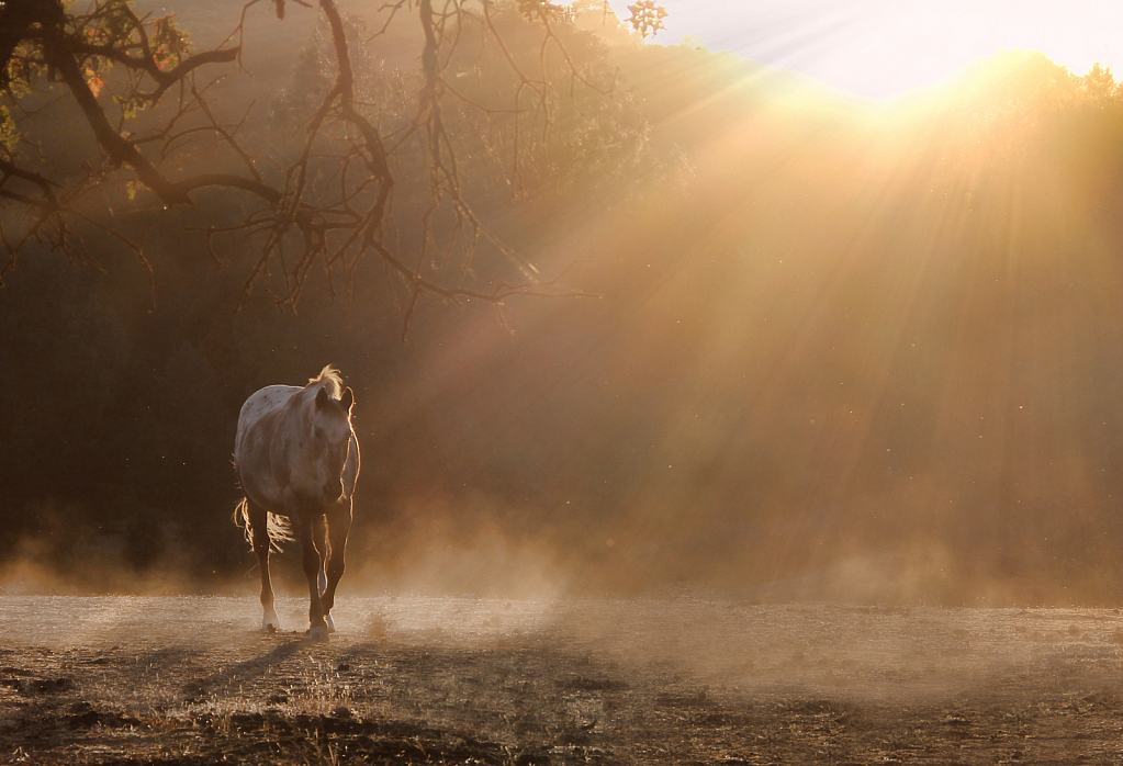 Appaloosa and Light