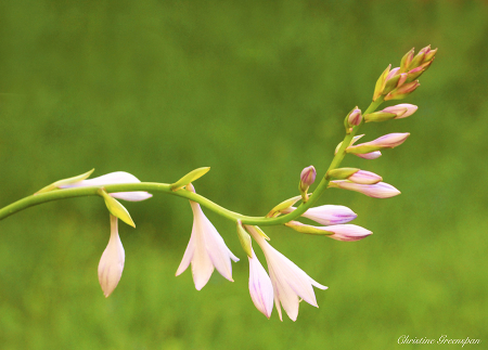 Hosta Blossoms