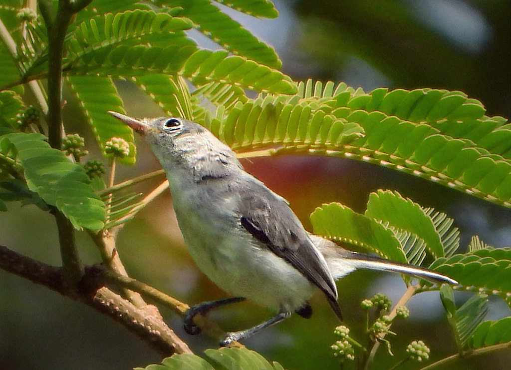 Playing with Superzoom 3