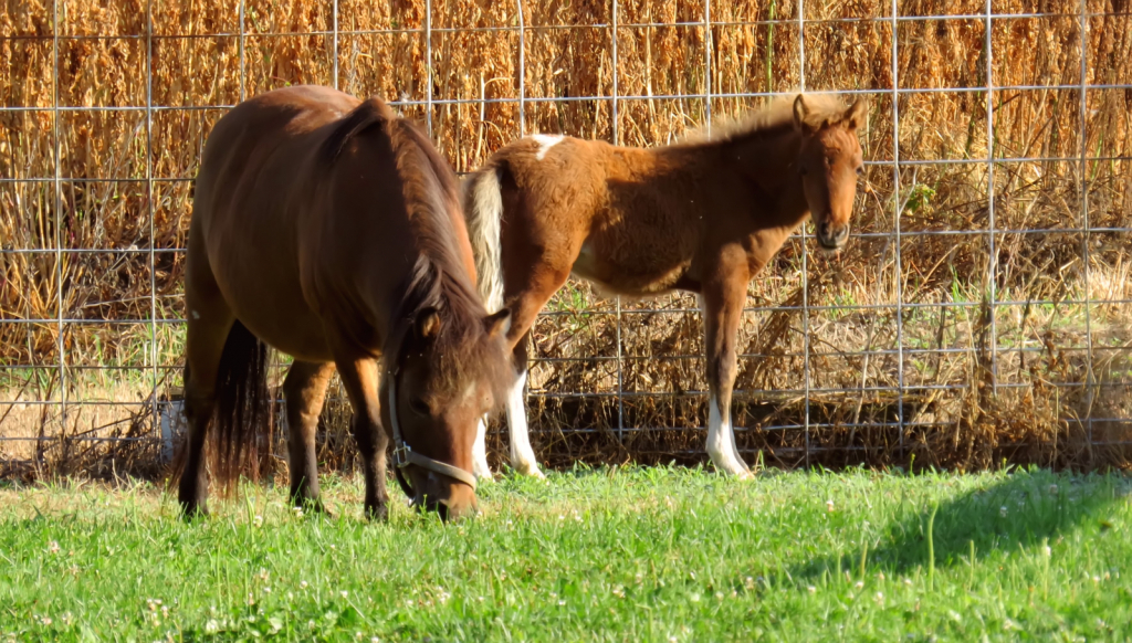 Mom and Baby