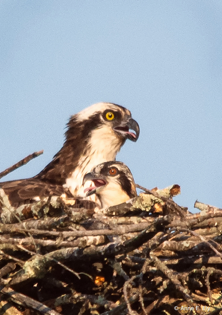 Osprey and chick - ID: 15833284 © Anne E. Ely