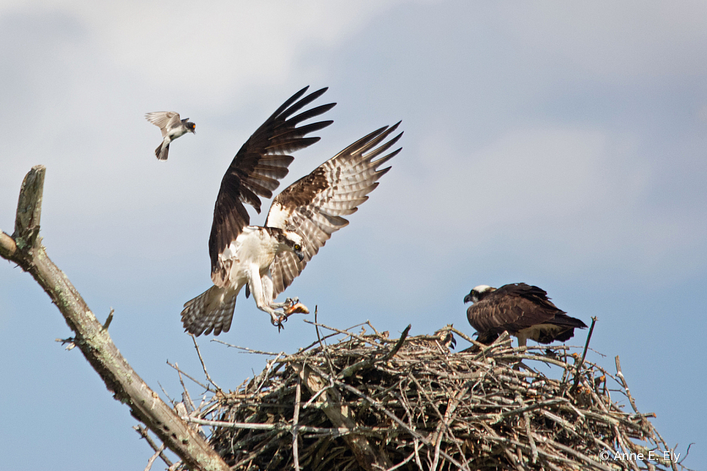 Osprey bringing fish to chicks - ID: 15833290 © Anne E. Ely