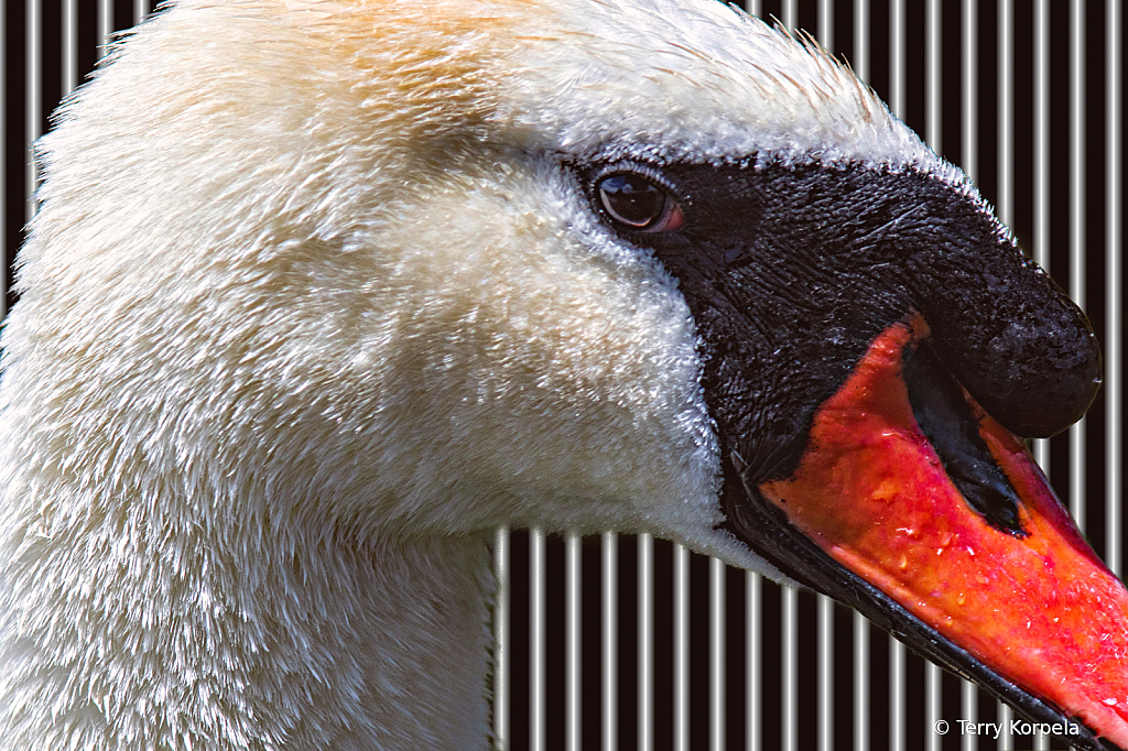 Mute Swan Close Up