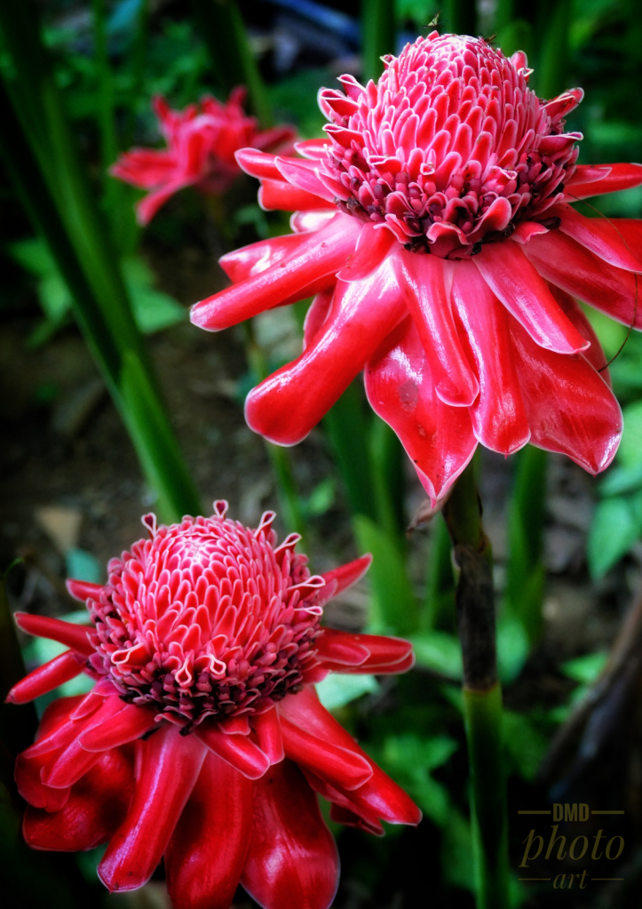 ~ ~ GALANGA BLOOMS ~ ~ 