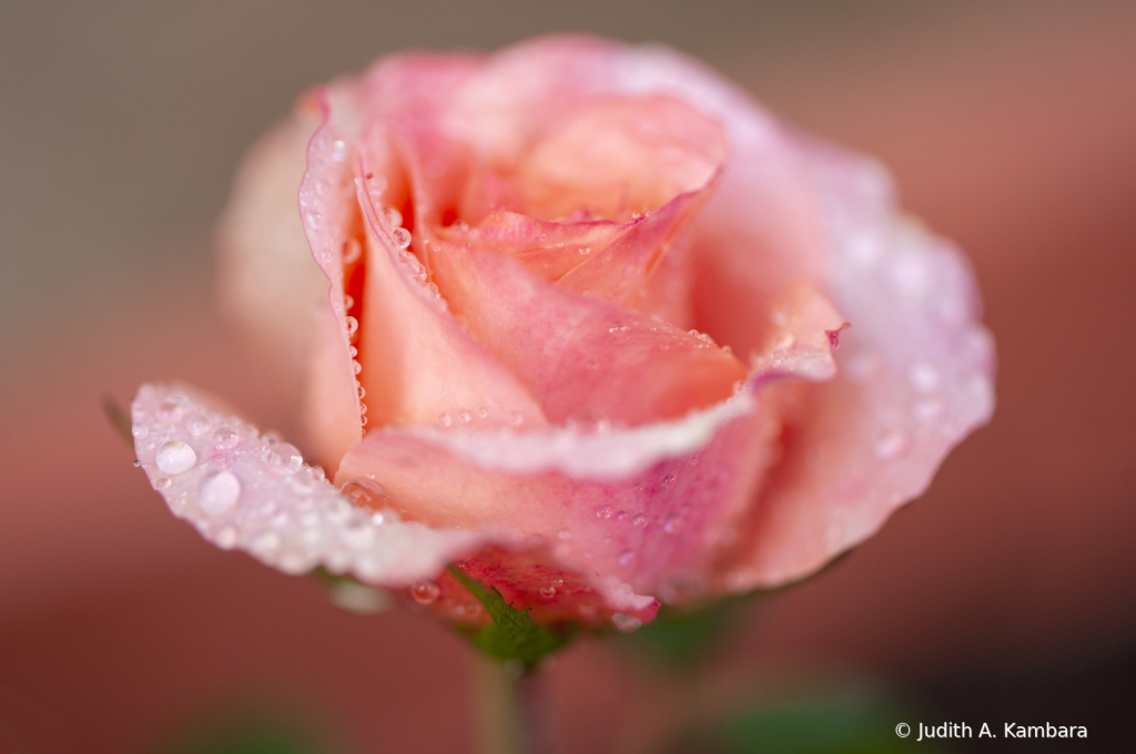 raindrops on roses - ID: 15833309 © Judith A. Kambara