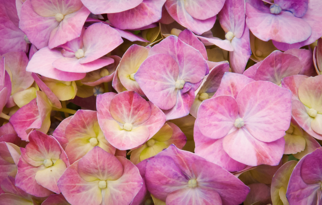 Hydrangea in Pnk