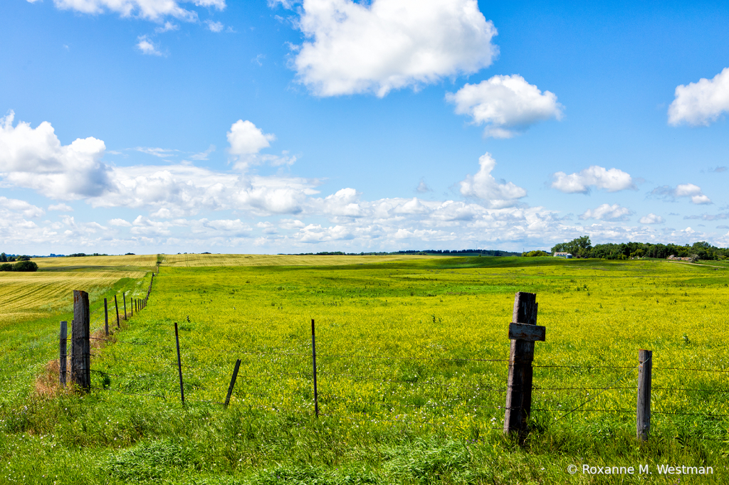 In the pasture - ID: 15834046 © Roxanne M. Westman