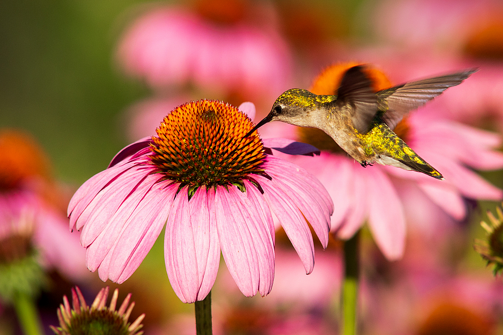 Ruby throated hummingbird and coneflowers - ID: 15834247 © Roxanne M. Westman