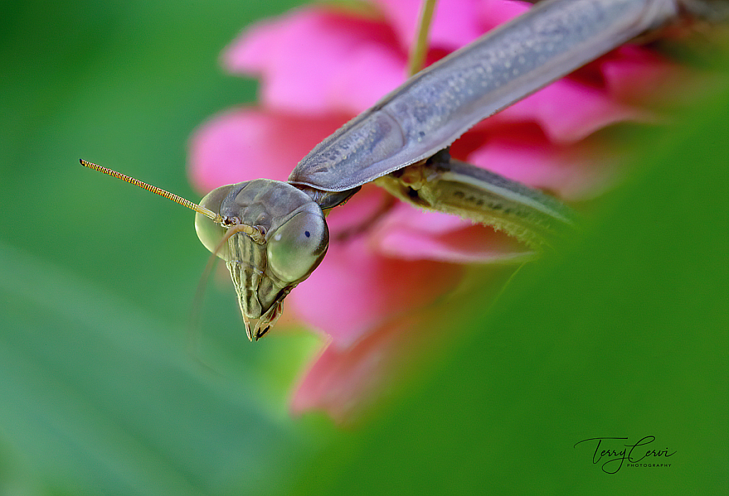 Praying Mantis