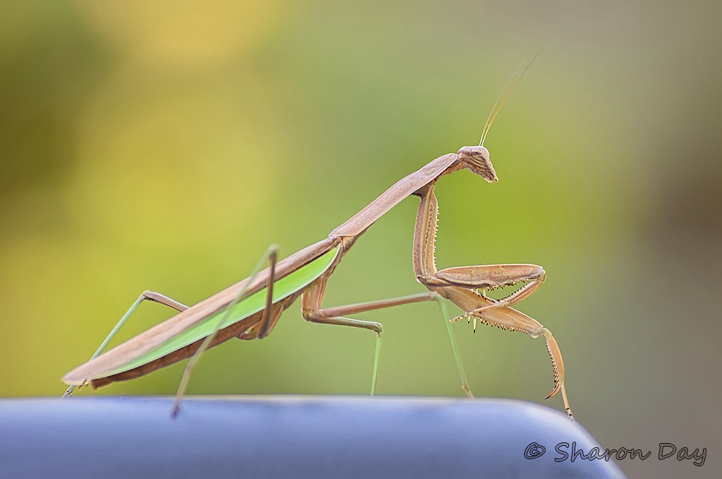 Praying Mantis