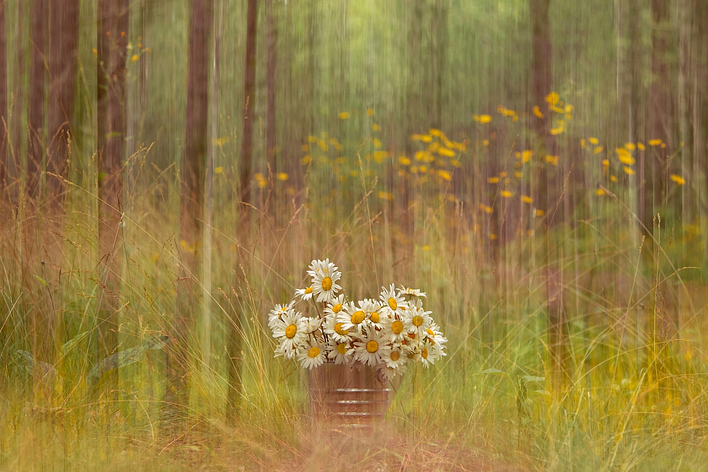 A Bucket of Daisies