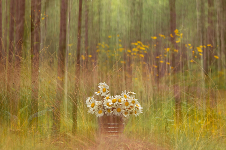 A Bucket of Daisies