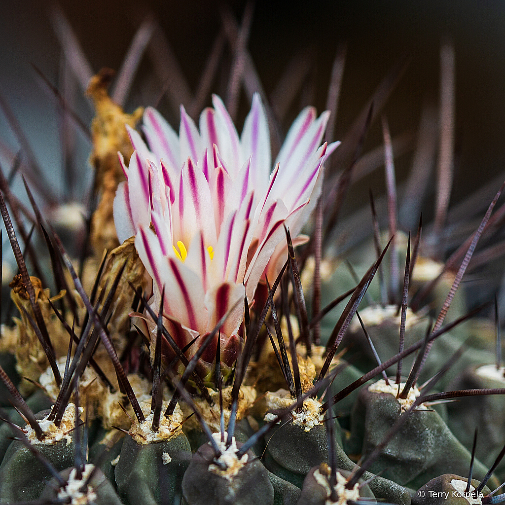 Berkeley Botanical Garden (Cactus Flower)
