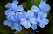 So Blue