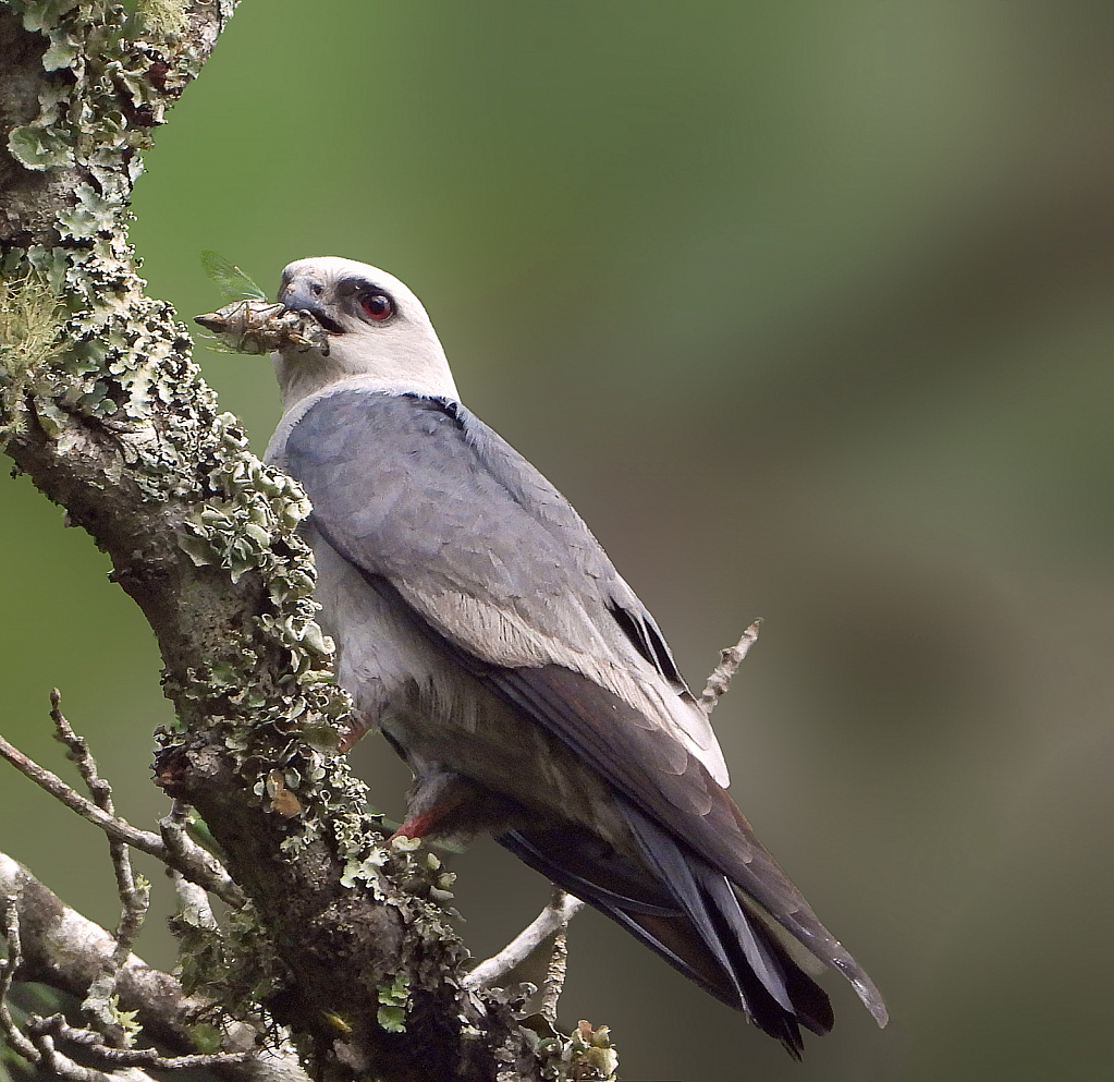 Mississippi Kite with Cicada