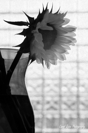 Sunflower in Black & White