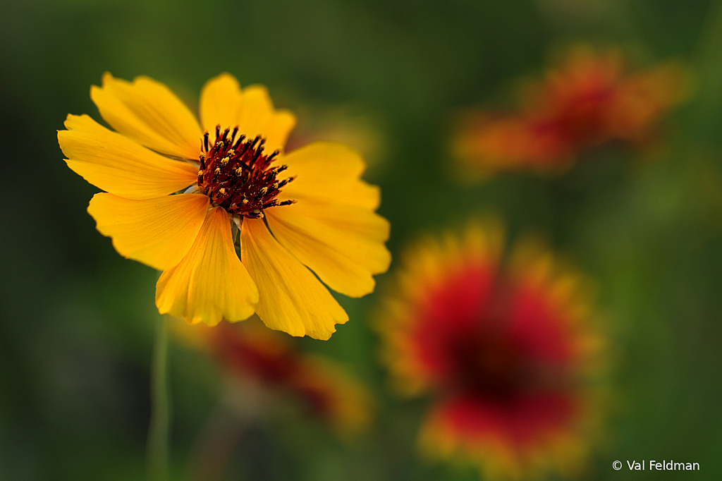 Texas Hill Country Blooms