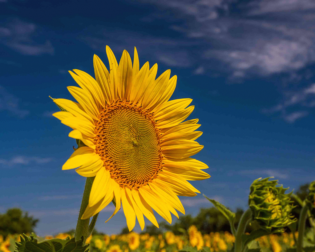 Sunflower Field Highlight