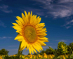 Sunflower Field H...
