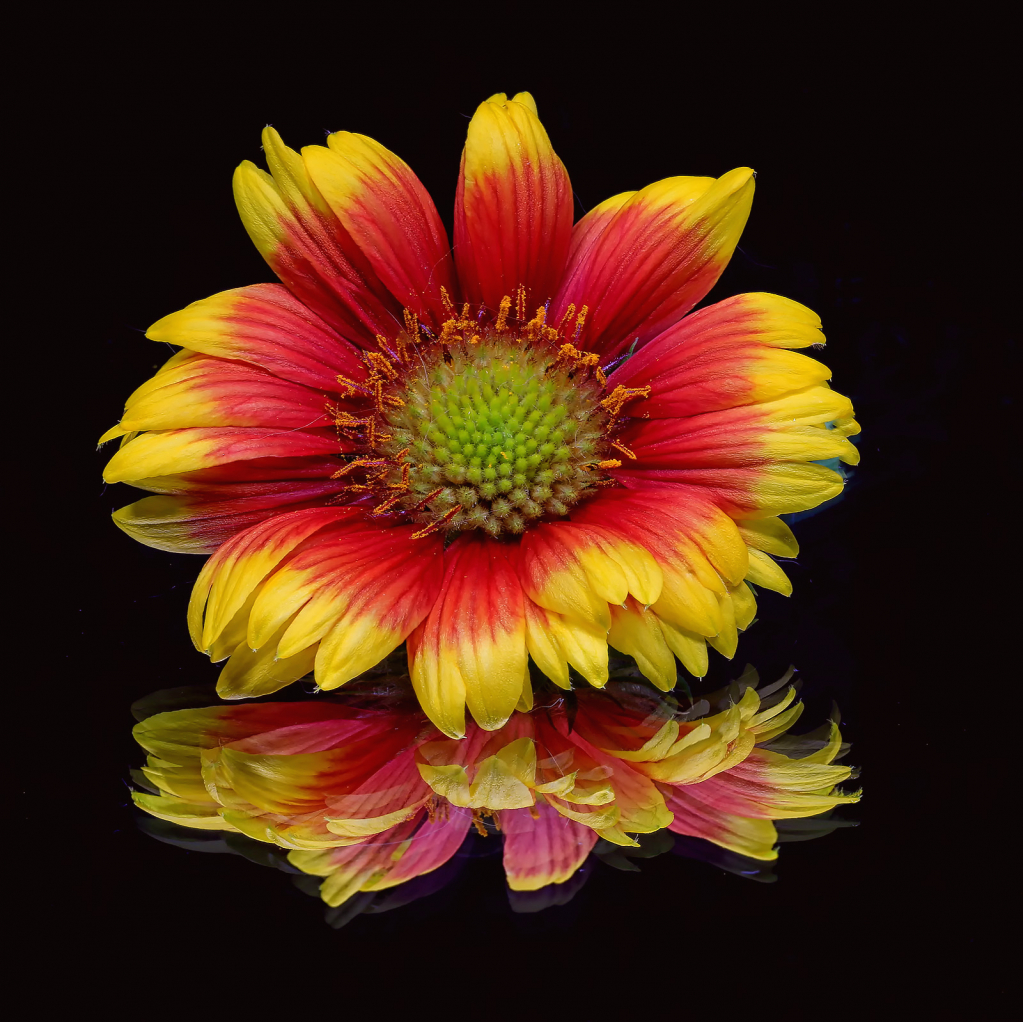 Indian Blanket Reflection