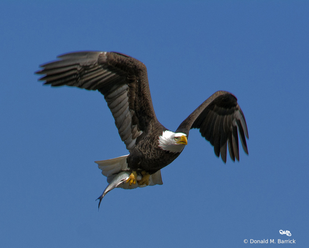 Untitled - ID: 15834540 © Donald M. Barrick