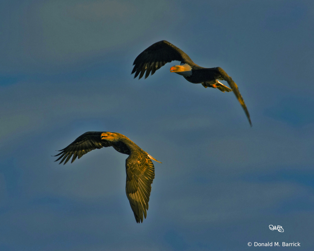 Untitled - ID: 15834541 © Donald M. Barrick