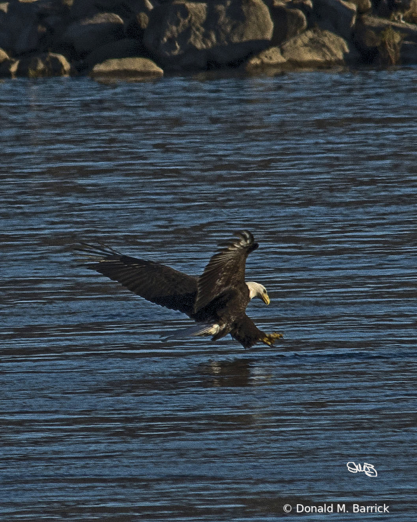 Untitled - ID: 15834542 © Donald M. Barrick