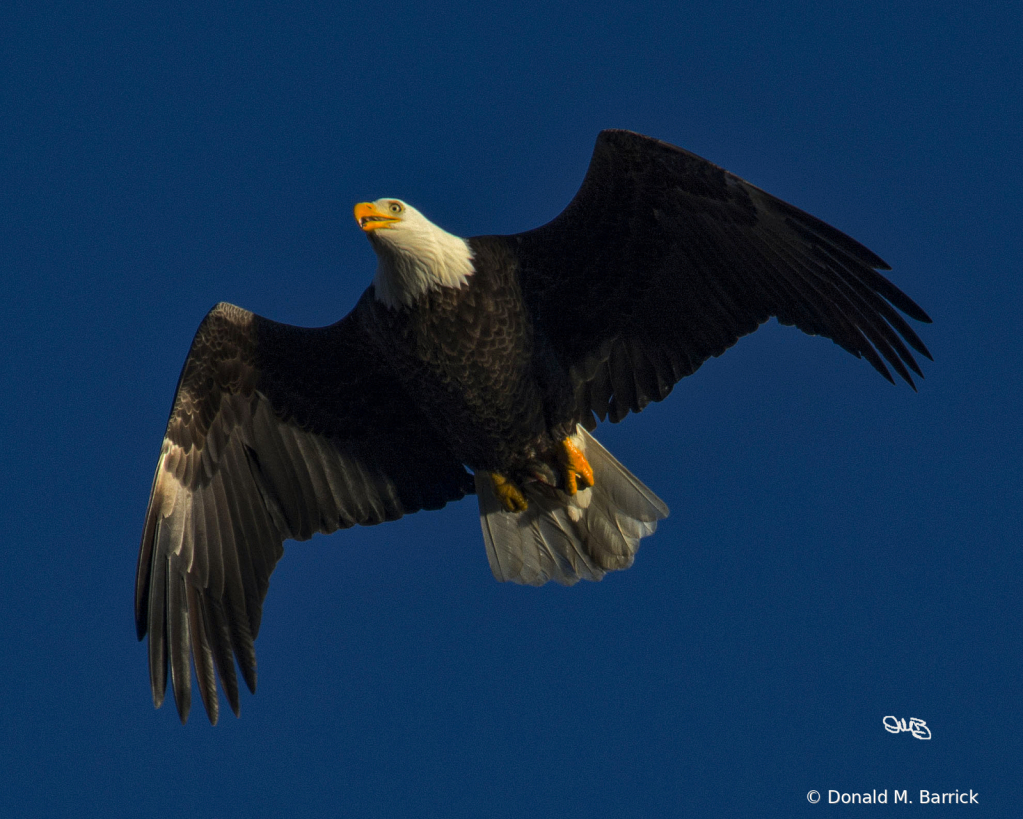 Untitled - ID: 15834543 © Donald M. Barrick