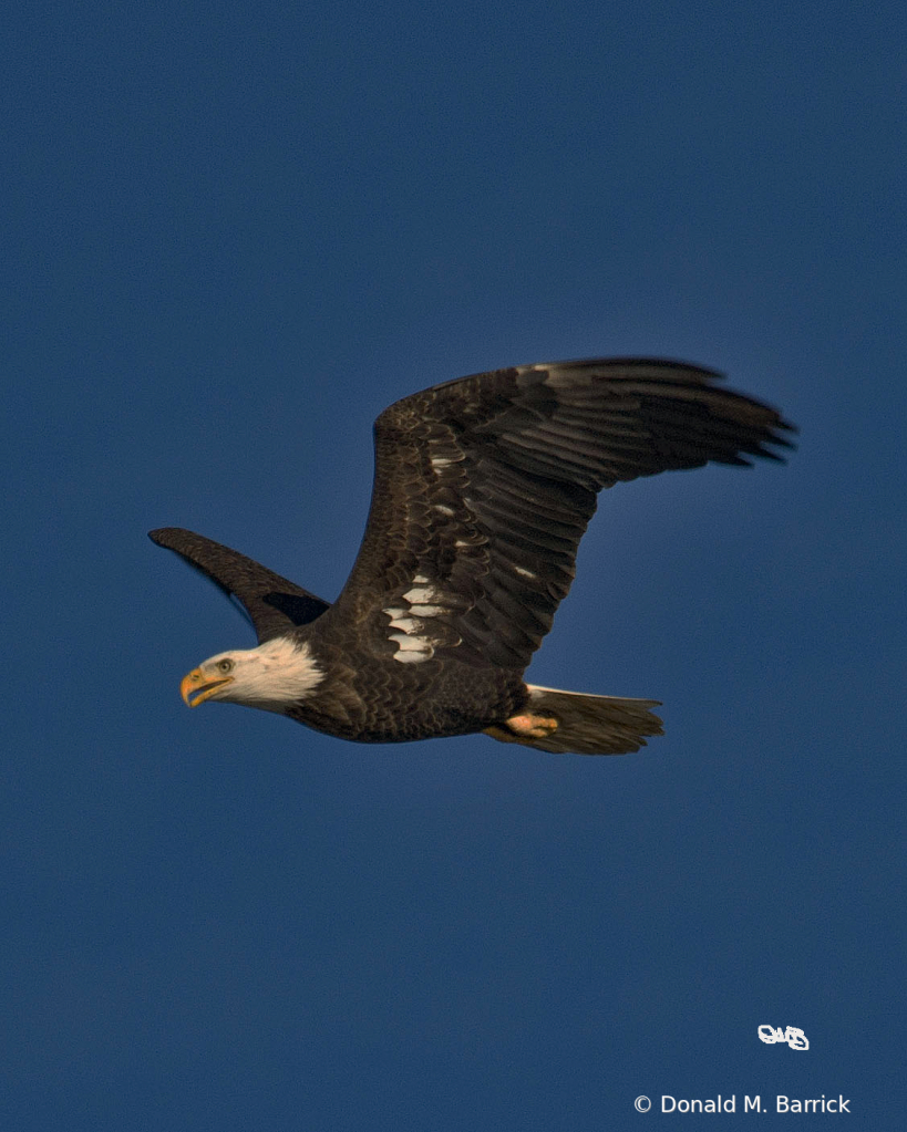 Untitled - ID: 15834545 © Donald M. Barrick