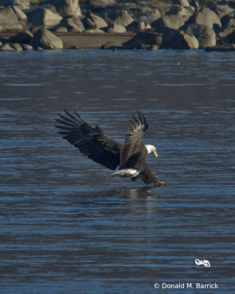 Untitled - ID: 15834546 © Donald M. Barrick