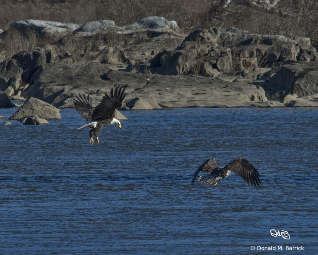 Untitled - ID: 15834547 © Donald M. Barrick