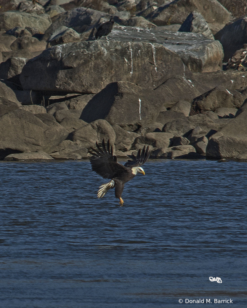 Untitled - ID: 15834550 © Donald M. Barrick
