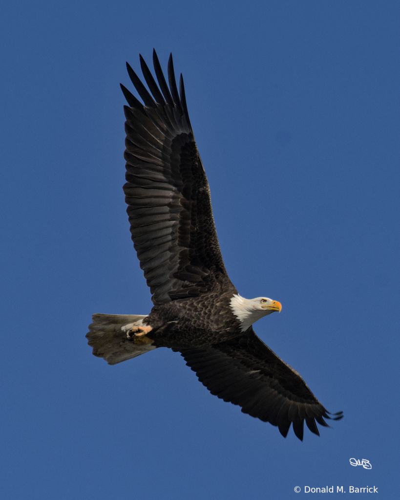 Untitled - ID: 15834553 © Donald M. Barrick