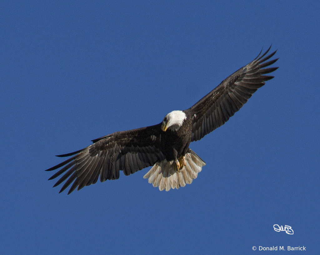 Untitled - ID: 15834554 © Donald M. Barrick