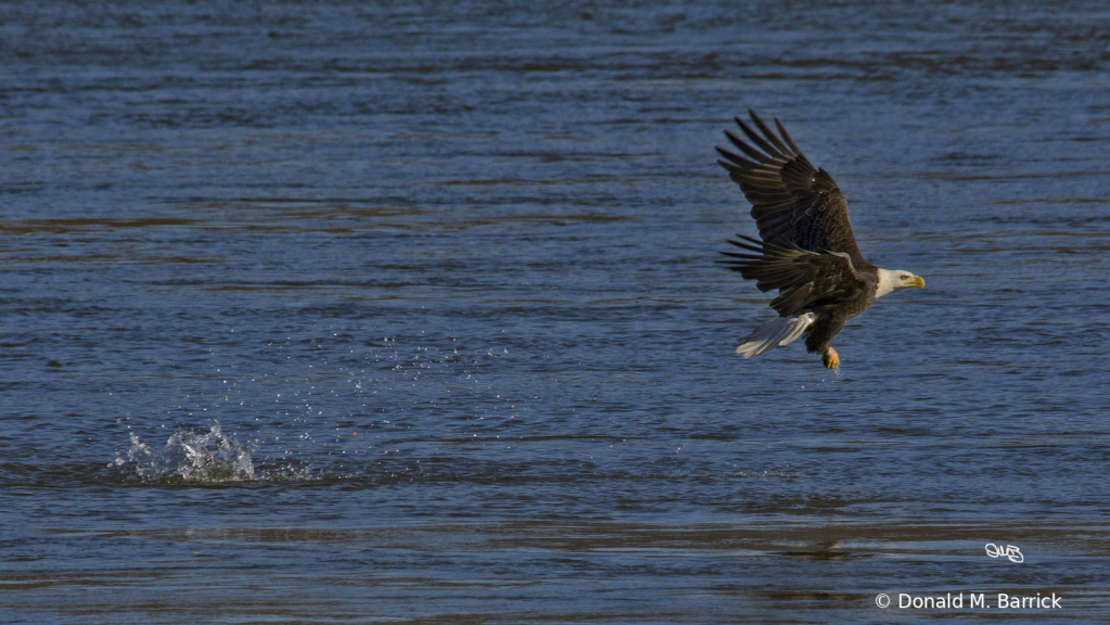 Untitled - ID: 15834555 © Donald M. Barrick