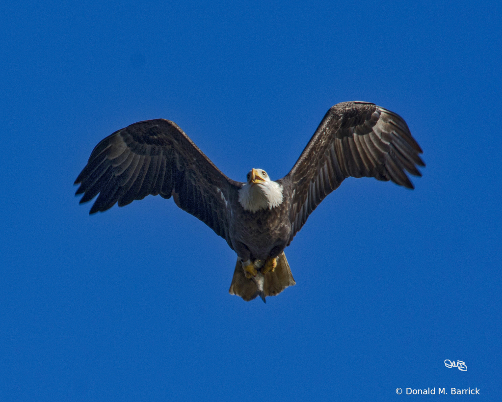 Untitled - ID: 15834556 © Donald M. Barrick