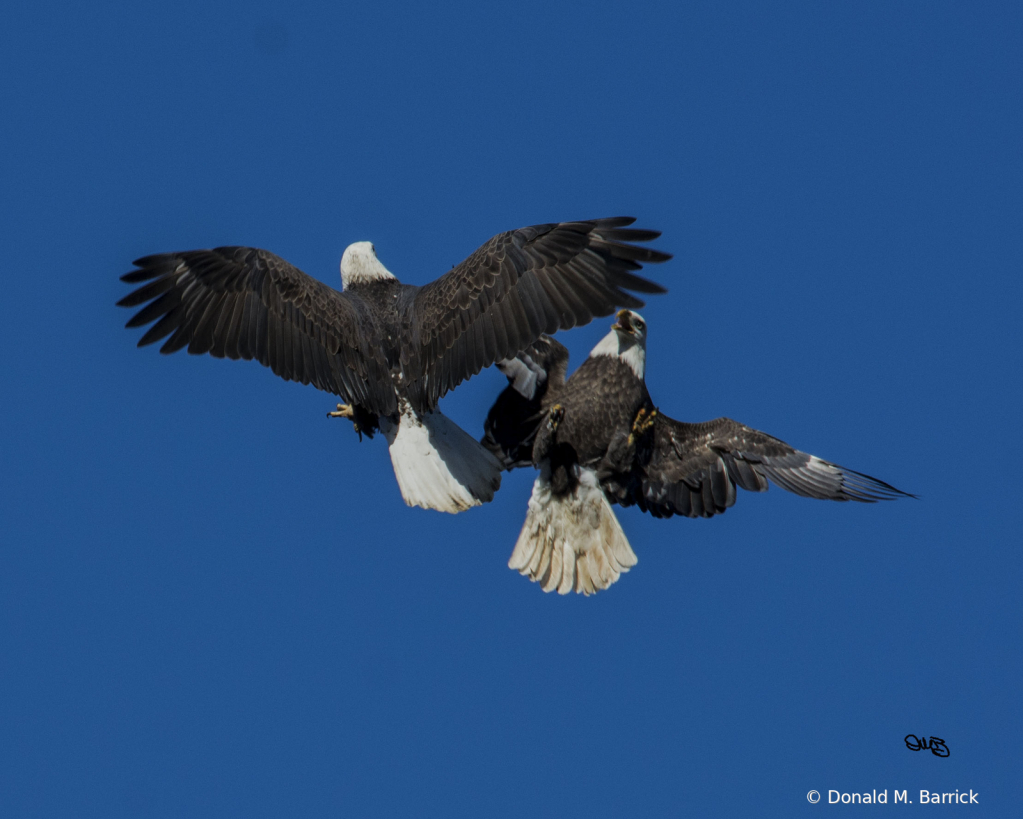 Untitled - ID: 15834559 © Donald M. Barrick