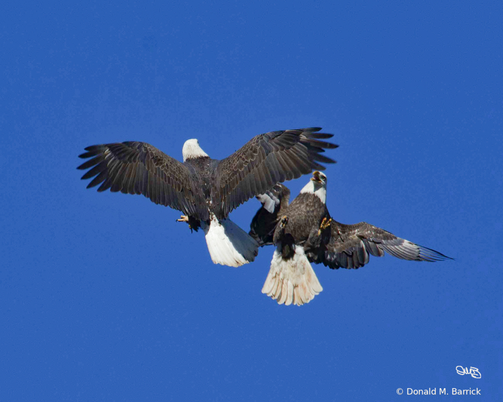 Untitled - ID: 15834562 © Donald M. Barrick