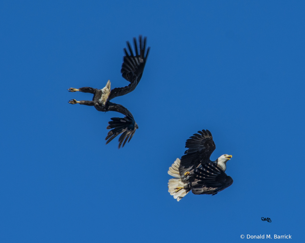 Untitled - ID: 15834563 © Donald M. Barrick