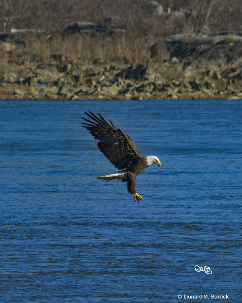 Untitled - ID: 15834564 © Donald M. Barrick