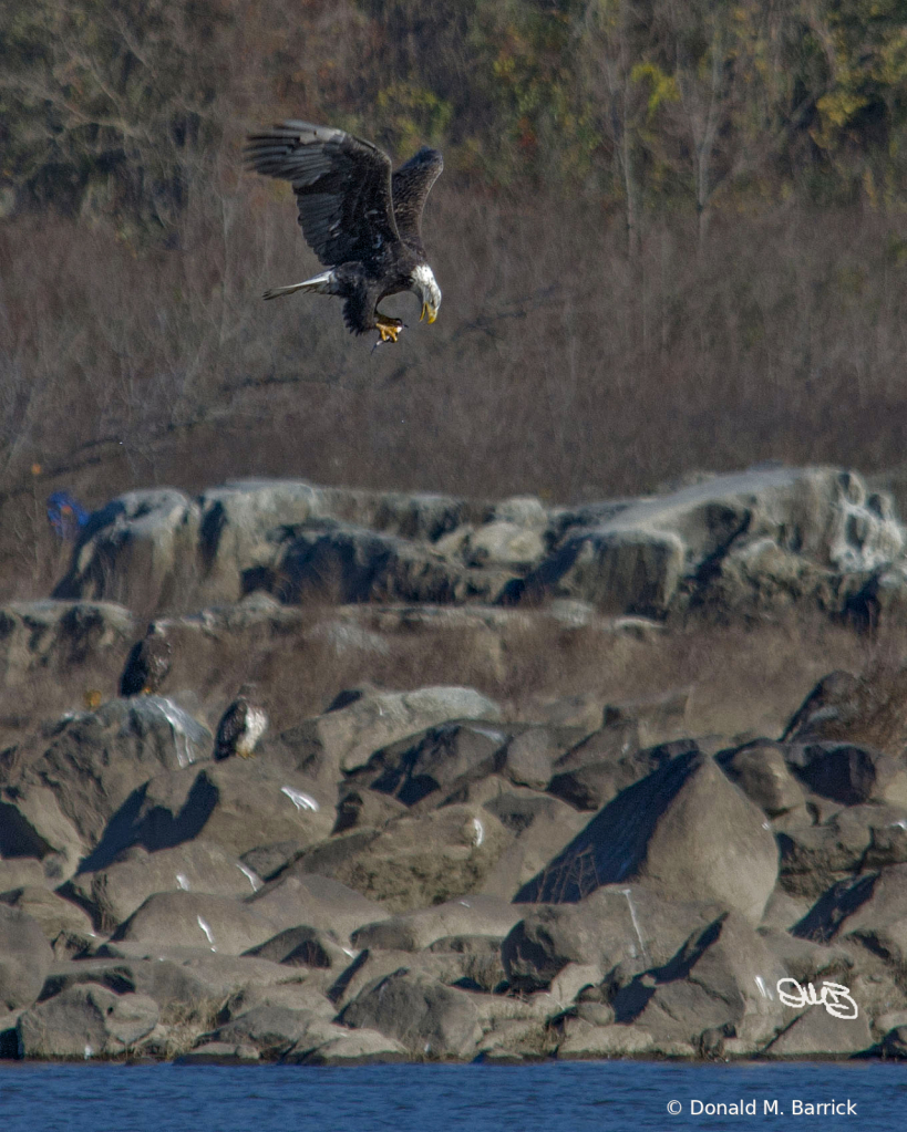 Untitled - ID: 15834565 © Donald M. Barrick