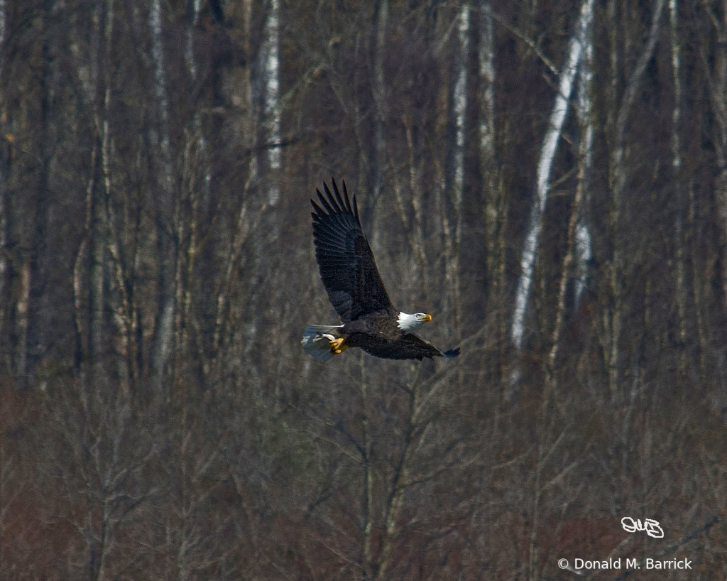 Untitled - ID: 15834566 © Donald M. Barrick