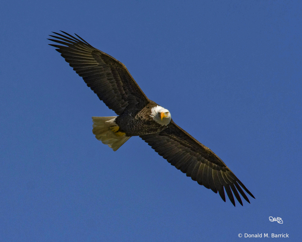 Untitled - ID: 15834567 © Donald M. Barrick
