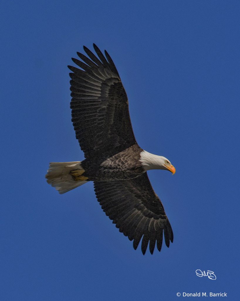 Untitled - ID: 15834568 © Donald M. Barrick