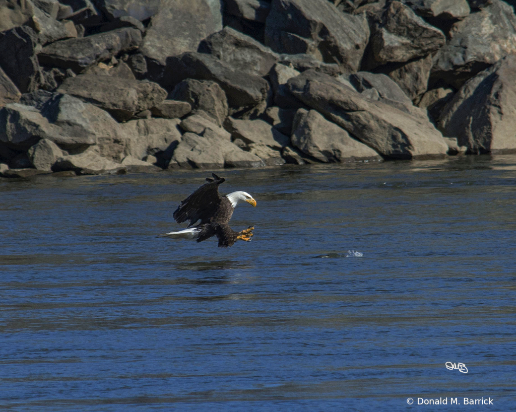 Untitled - ID: 15834569 © Donald M. Barrick