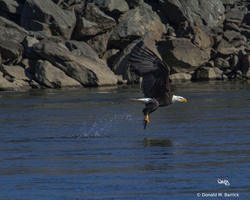 Untitled - ID: 15834570 © Donald M. Barrick