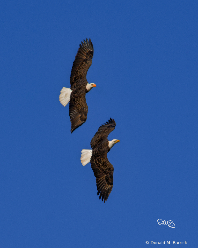Untitled - ID: 15834571 © Donald M. Barrick